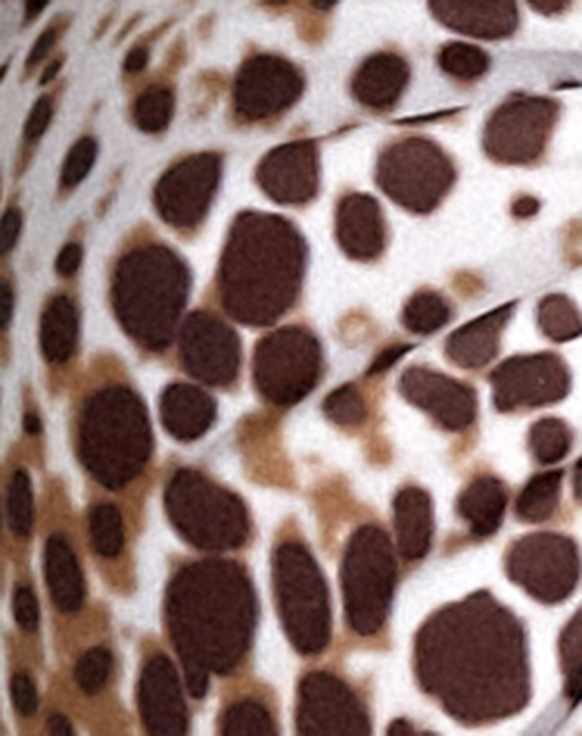 Simia Bikini Top in Sand Leopard